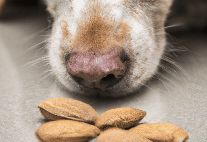 Close-up of a dog's nose with almonds in front, highlighting pet and healthy snack theme.