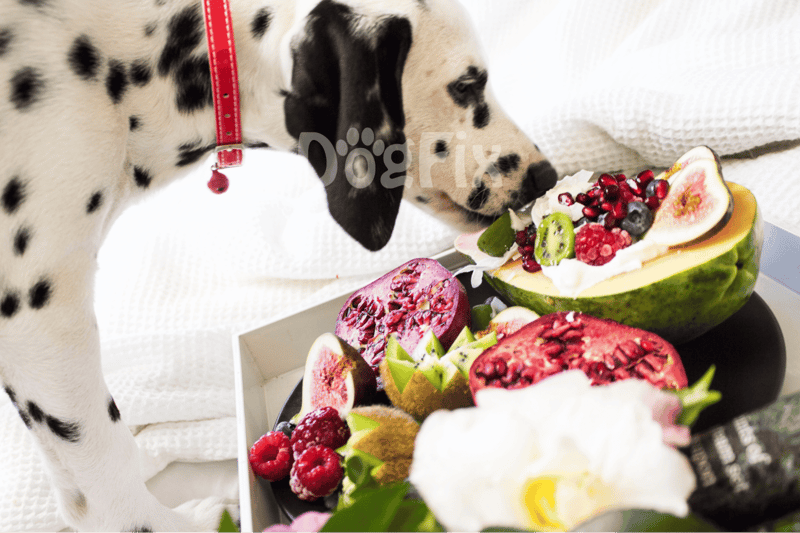 Adorable Dalmatian puppy sniffing fresh fruit bowl with watermelon, kiwi, figs, berries, and pomegranate.