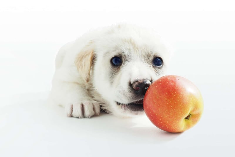 Adorable puppy licking a ripe apple on a white background.