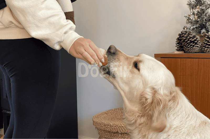 Close-up of a person offering a treat to a golden retriever dog indoors.