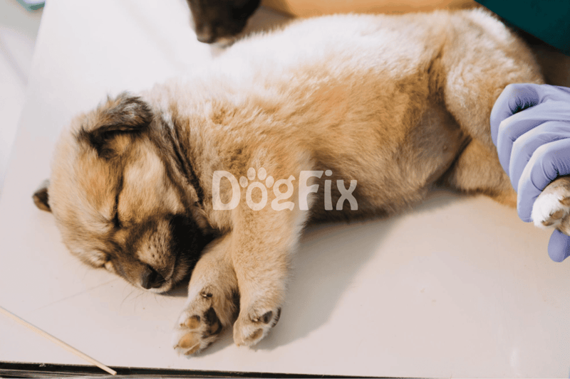 Gentle veterinary exam for a sleepy puppy during health check-up.