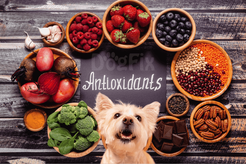 Dog antioxidants, berries, vegetables, healthy dog nutrition, canine health support.