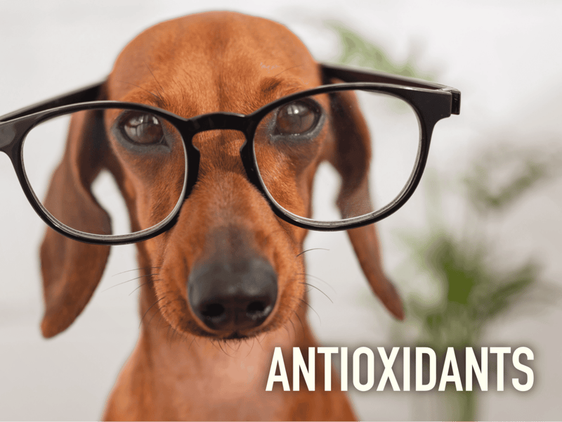 Dog with glasses and the word "Antioxidants" for health benefits.