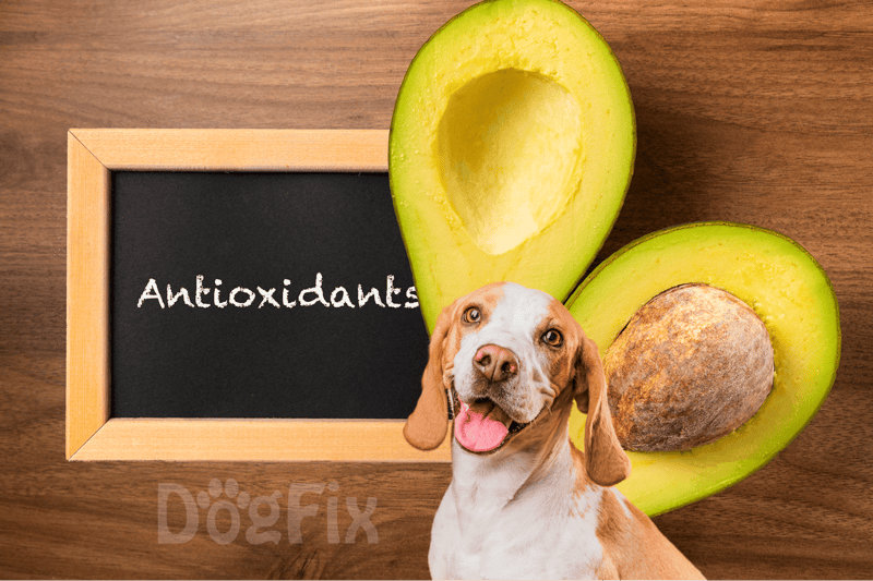 Dog with avocado and chalkboard labeled "Antioxidants" for healthy pet nutrition.