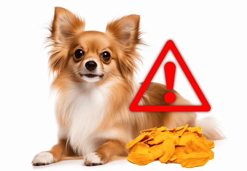 Dog with warning alert, dried mango snack, pet safety, dog health, hazard prevention.