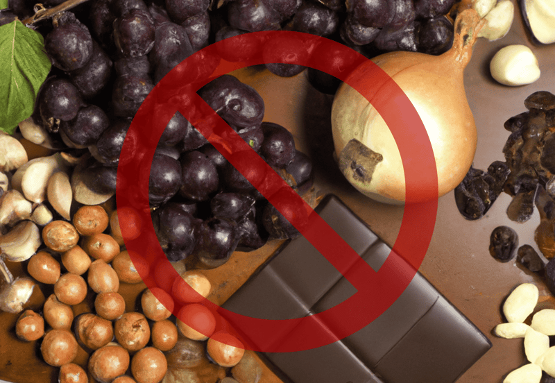 Dog safety, toxic foods, pet health risks, dog nutrition advice.