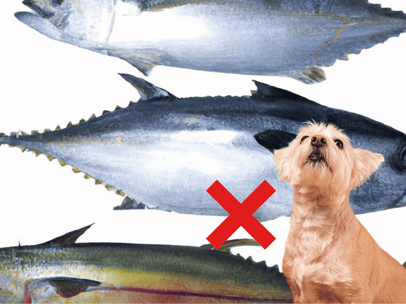 High-quality, pet-friendly fish to support your dog's nutrition and health.