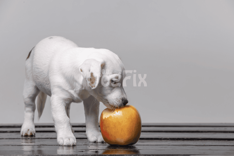 Doggy eating apple on wooden floor.
