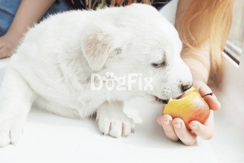 Adorable white puppy enjoying a fresh apple, promoting healthy dog nutrition and wellness.