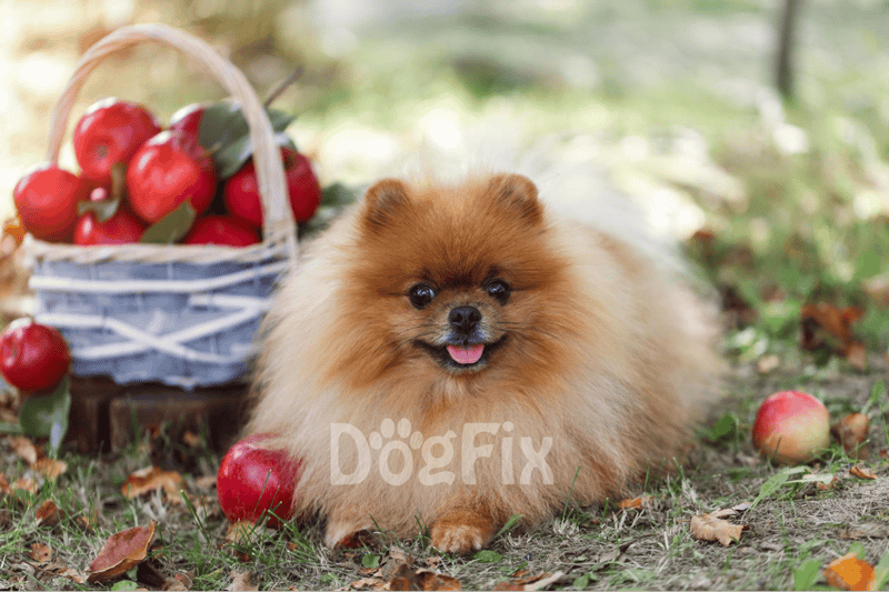 Cute Pomeranian dog with fluffy fur sitting outdoors among apples and fallen leaves.