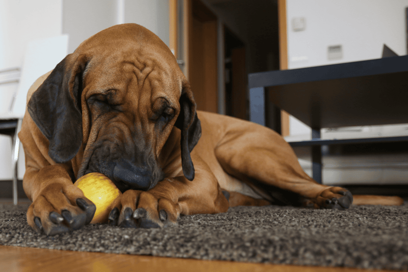 Apples Good for dogs