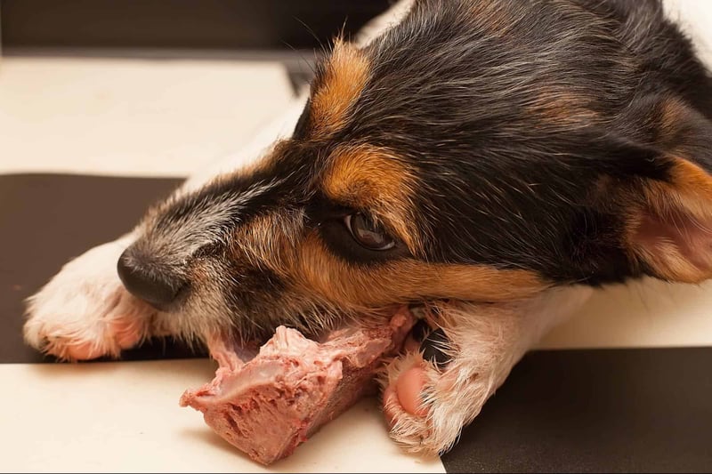 Close-up of a dog chewing on a rawhide treat, showcasing dental health and savoring its snack.
