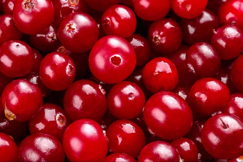 Bright red cranberries, ideal for nutritious dog treats and immune support. Natural dog food ingredients for health.