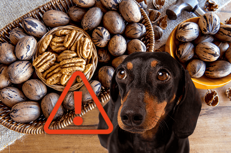 Dangerous nuts for pets: walnuts can be toxic to dogs and should be avoided.
