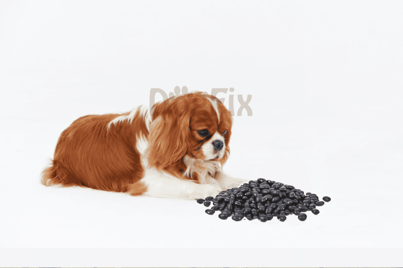 Cute Cavalier King Charles Spaniel puppy with black beans, healthy dog treat, pet nutrition, white studio shot.