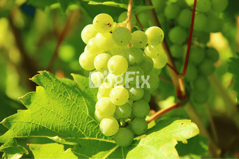 Close-up of green grapes growing on vine with lush foliage background.