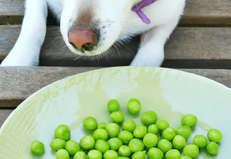 Dog enjoying fresh green peas, a nutritious treat for dogs’ health and wellness.