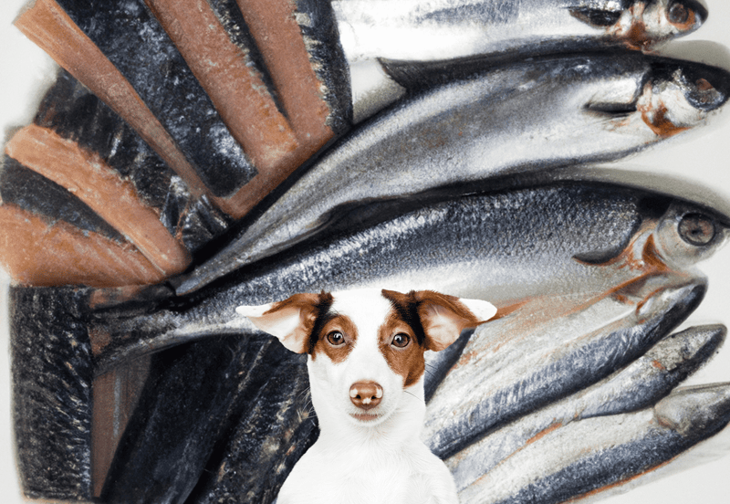 High-quality, fresh fish for healthy dog diets.