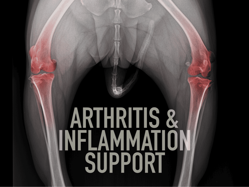 Dog arthritis inflammation relief, veterinary canine joint health, pet inflammation support.