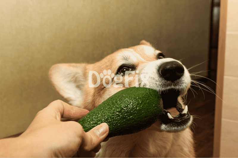 Dog bit into avocado toy, making a fun chewing activity for dogs.