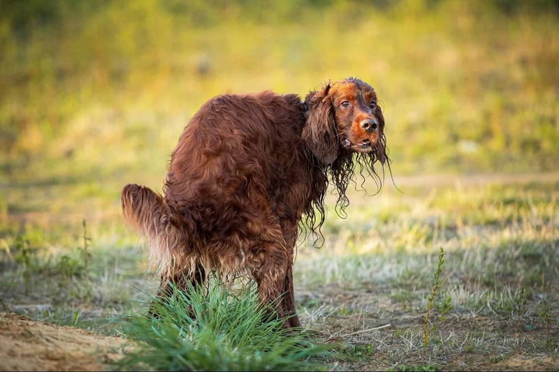 Dog sitting on grass during daylight in natural setting.