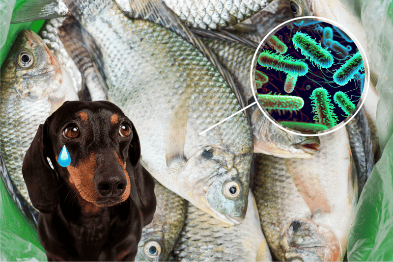 Close-up of fresh fish with a microscopic view of bacteria for dog health.