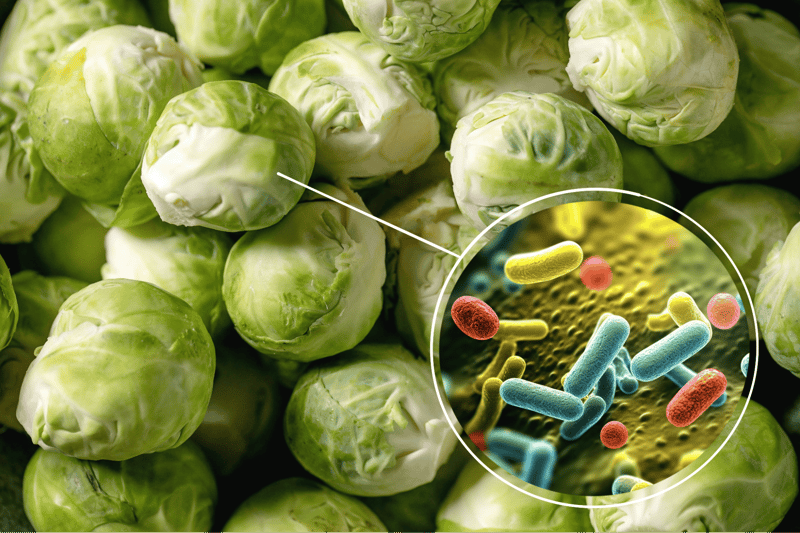 Fresh Brussels sprouts with close-up probiotic bacteria for gut health.
