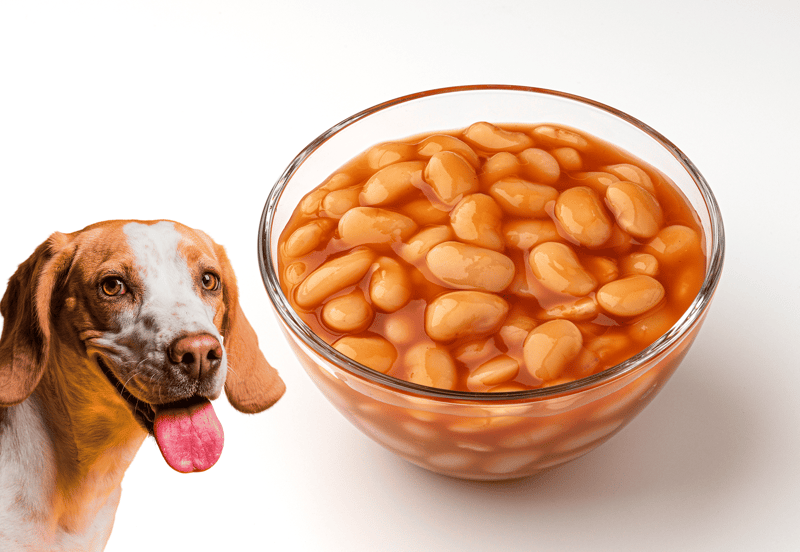Dog eating beans, healthy dog treats, pet food tips, nutritious dog snacks, Dogfix.com services, pet health advice.