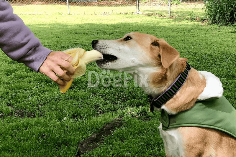 Close-up of a dog biting a banana during training session.