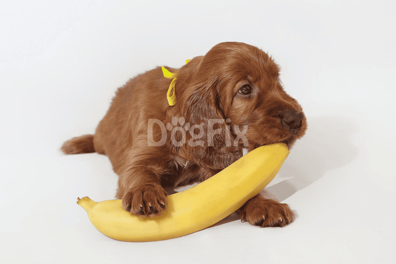Adorable puppy holding yellow banana on white background.