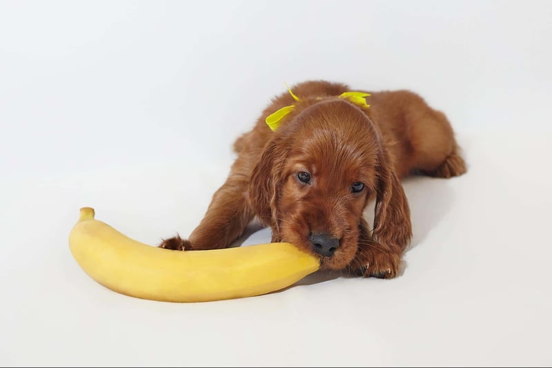 Adorable golden retriever puppy lying on a white background, chewing a banana with yellow pet bow on its head.
