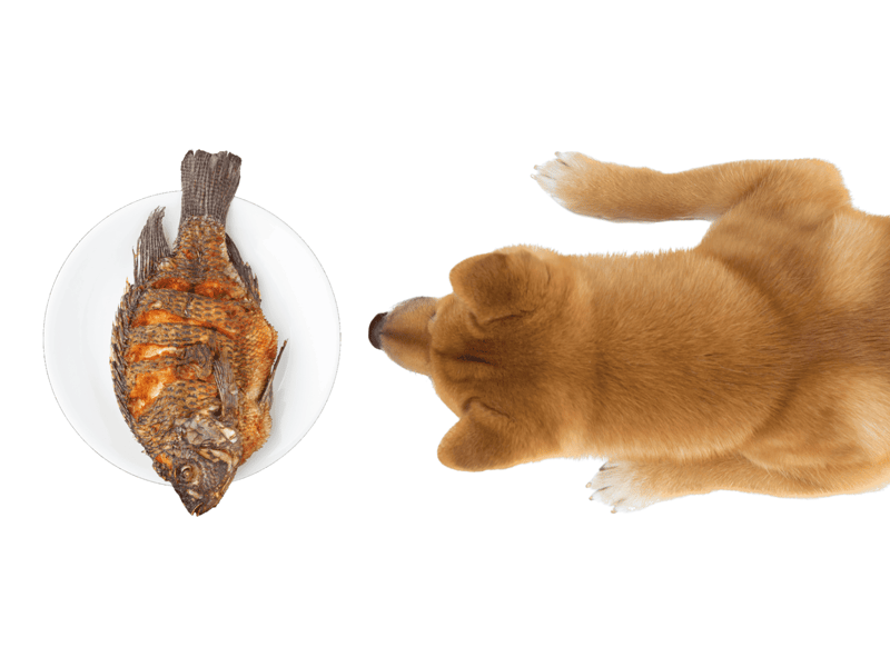 Dog looking at a cooked fish on a white background, pet food, healthy treat, fish snack for dogs, nutritious dog food.