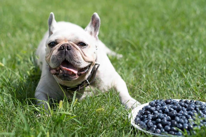 Cute French Bulldog lying on grass with a plate of blueberries, enjoying a healthy snack on a sunny day.