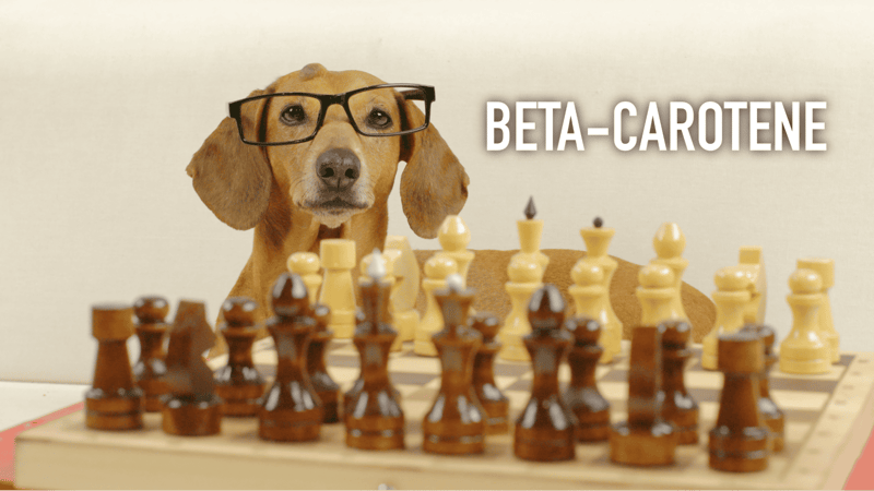 Cute dog wearing glasses, sitting at a chessboard with wooden pieces, illustrating dog-friendly activities and mental stimulation.