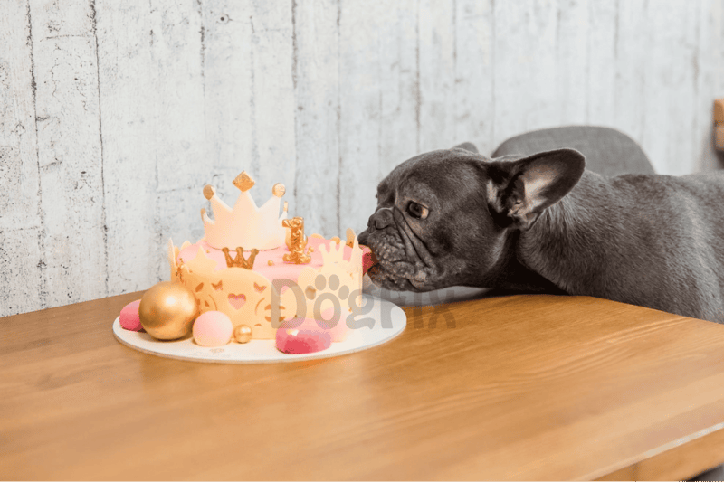 French Bulldog licking birthday cake with colorful decorations for a dog’s special day.