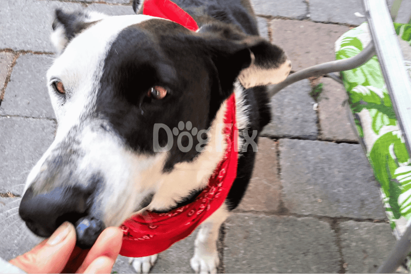 Blueberries Small but Mighty