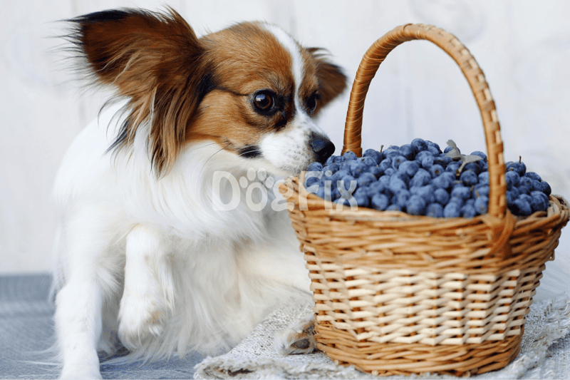 Dog exploring a basket of fresh blueberries, a healthy snack for dogs.