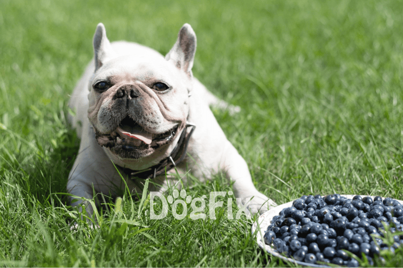 Happy French Bulldog lying on grass near a plate of blueberries, enjoying outdoor play and healthy snacks.