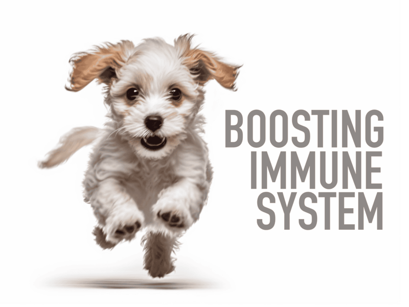 Cute puppy running, promoting immune system support for dogs and pets.