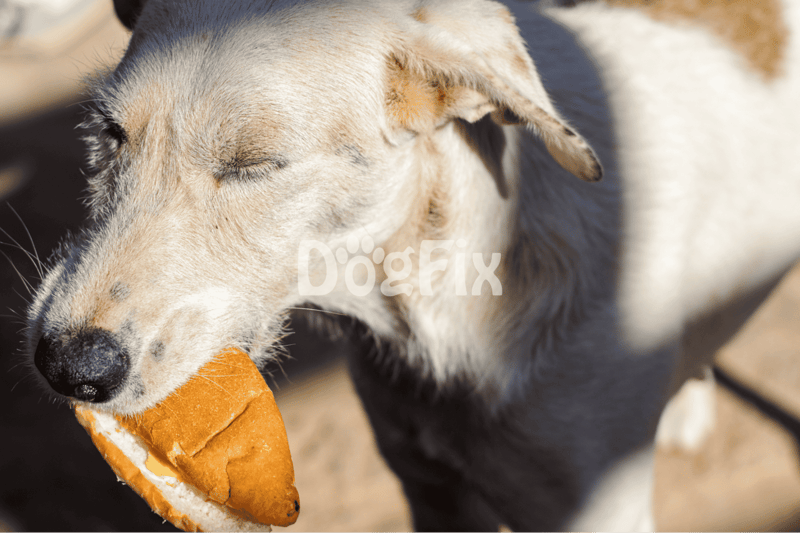 Dog with bone in mouth, enjoying outdoor playtime on a sunny day.