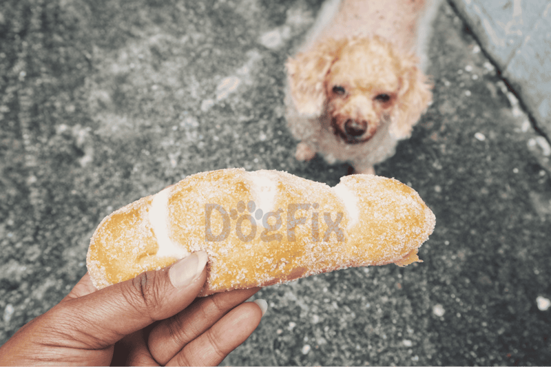 Cute curly-haired dog eagerly awaits playtime with a frozen dog toy. Perfect for pet entertainment and dental health.