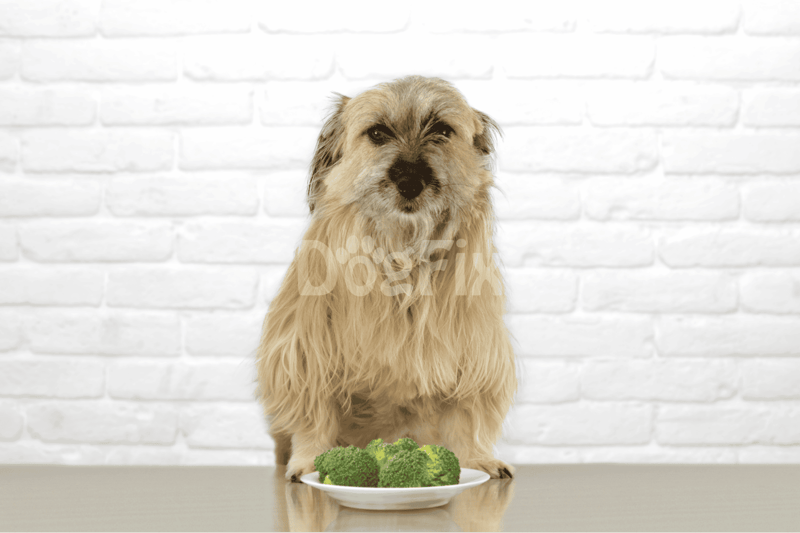 Dog sitting in front of broccoli on plate.