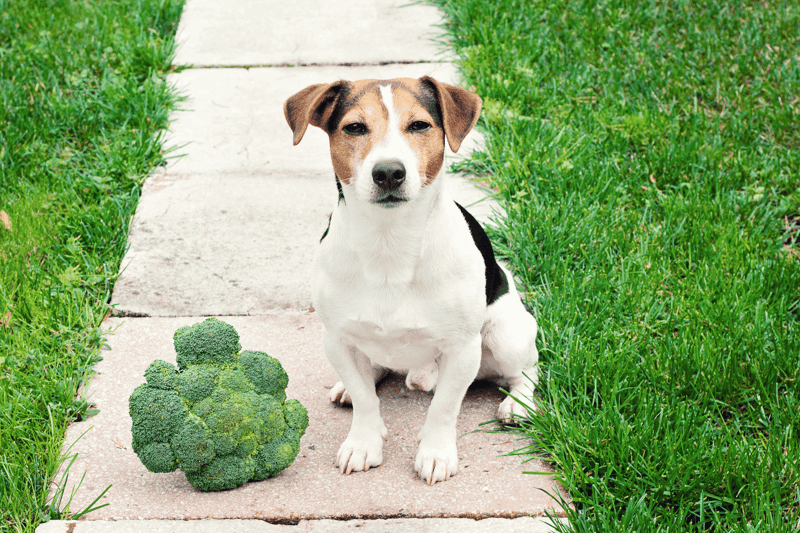 Dog sitting on sidewalk with broccoli, outdoor pet health, nutritious treats for dogs, happy canine lifestyle.