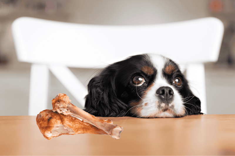 Adorable dog with bone toy on a table.