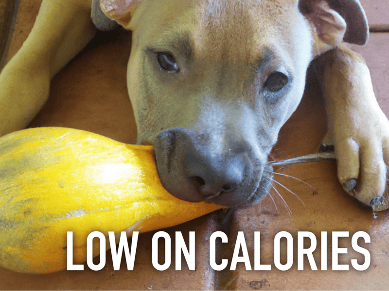 Dogfix.com - Healthy low-calorie dog snacks.