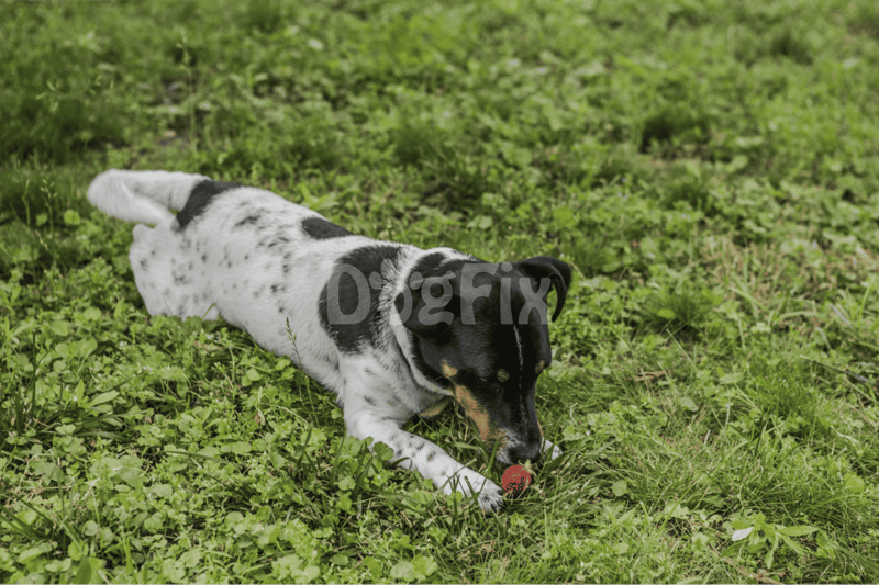 Dalmatian dog playing in vibrant green grassy field, outdoor pet activity, dog exercise.