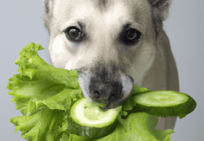 Adorable Husky with fresh lettuce and cucumber, promoting healthy dog diet and nutrition.