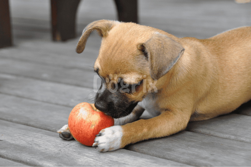Cute puppy chewing red apple on gray wooden deck, emphasizing dog toys and pet play.