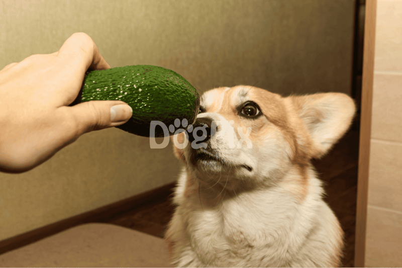 Cute corgi sniffing an avocado held by a person's hand, small indoor setting, playful dog behavior, pet health.