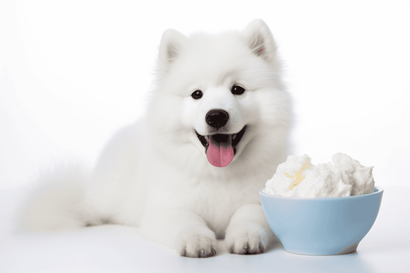 Adorable Samoyed puppy with fluffy white fur and happy expression sitting next to a bowl of ice cream.